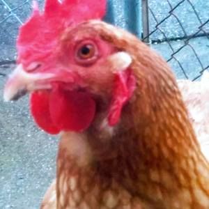 Meet your Posher, Tessa